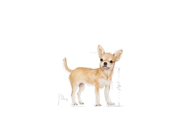 Royal Canin Chihuahua Adult wet food - pate, for adult dogs of chihuahua breed 12x85g