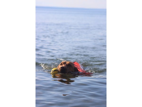 Active Canis pelastusliivi koirille, S <7,5 kg