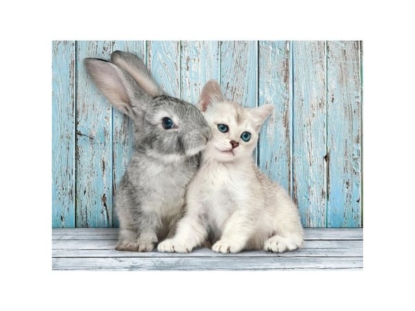 Clementoni High Quality Collection Cat & Bunny, 500 stykker, Dyr, 18 år