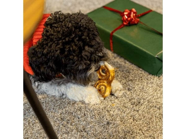 Dogman Bakery Collection Lussebulle Med Kyckling 12,5cm 12,5cm