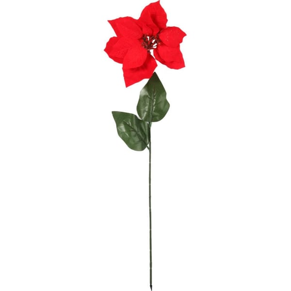 Enkelblomstrende julestjerne fra Betlehem 64 cm