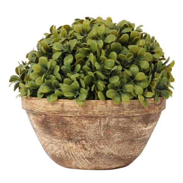 Puksipuupallo III 20 cm ruukussa