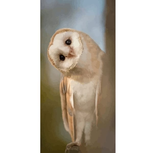Yhteensopiva Lompakkokotelo Apple iPhone 13 Pro Uggla Nyfiken Blick Fågelmotiv Skog Natur Grafiskt Design