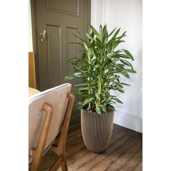 Capi Elegant Vase Groove 34x46 cm Sort og guld 445494