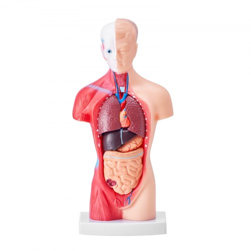 Menneskelig torso anatomimodel, 12,5x7,5x28 cm, Uddannelsesværktøj, PVC
