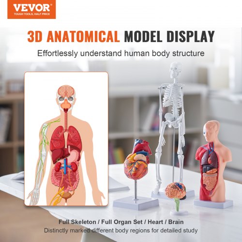 Anatomiamallisarja, aivot/rintakehä/sydän/luuranko, 125x75x275 mm, PVC