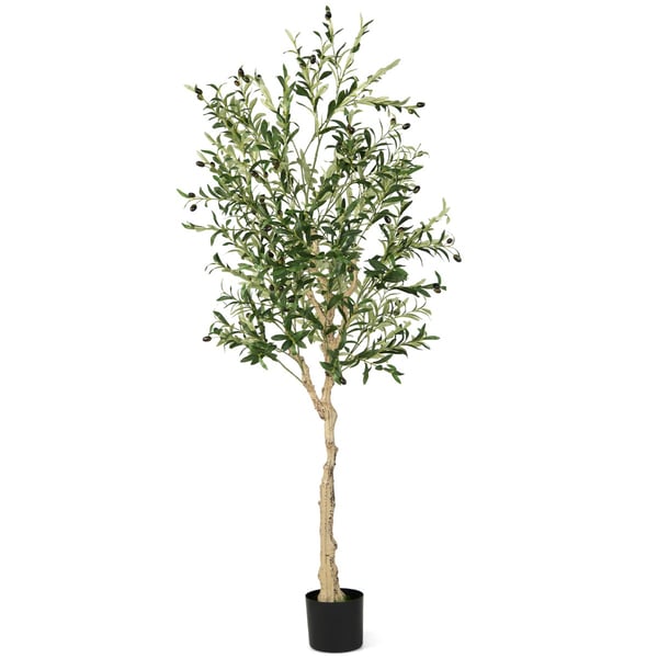 Teko-oliivipuu, 182 cm, Vihreä , Star