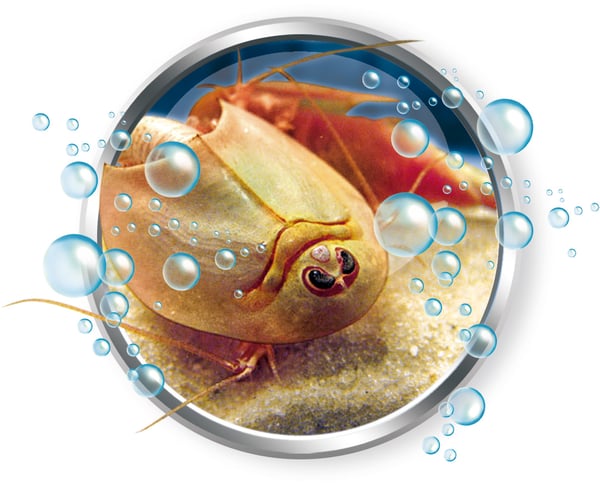 Clementoni Kweek je eigen Triops
