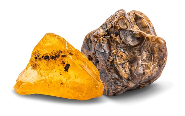 Kosmos Dig Out Fossils