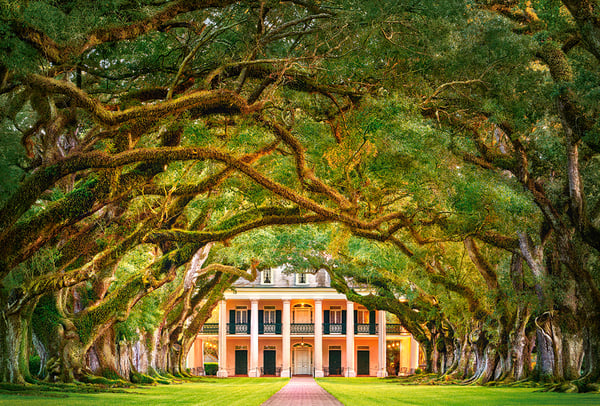 Castorland Oak Alley Plantation 1000 pcs Puslespil 1000 stk Landskab