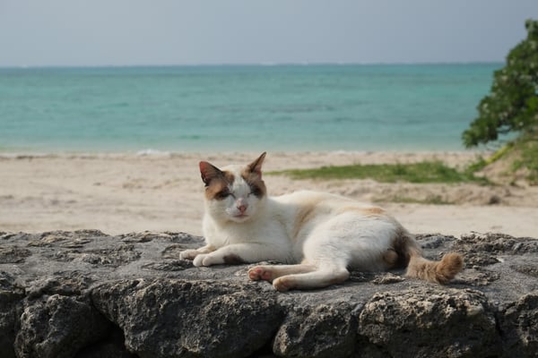 Fujifilm XF 55-200mm F 3.5-4.8 R LM OIS MILC Musta
