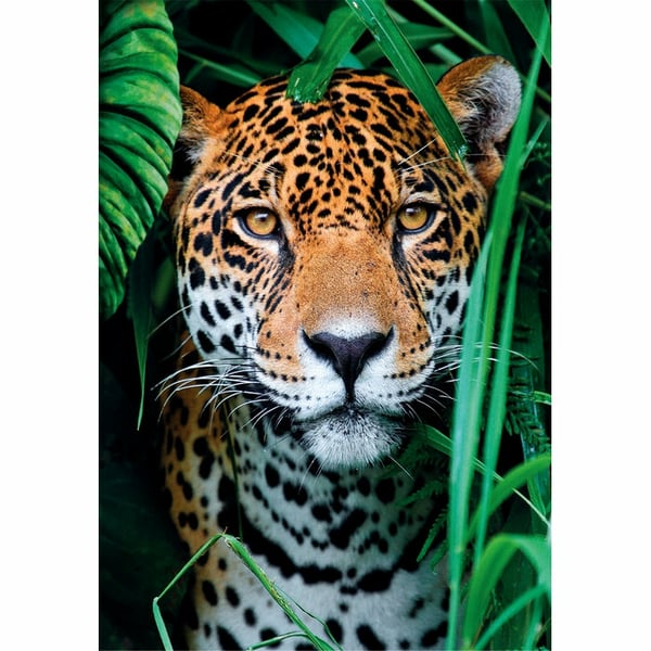 Clementoni High Quality Collection Jaguar in the Jungle Puslespil 500 stk Dyr