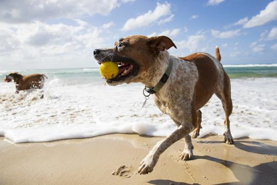 Waboba Fetch