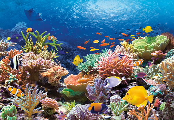 Castorland Coral Reef Fishes 1000 pcs Puslespil 1000 stk Dyr og planter