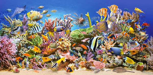 Castorland Underwater life 4000 pcs Kuviopalapeli 4000 kpl Vedenalainen