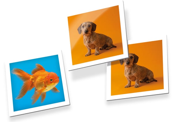 Tactic Pets Memo Kortspil Matching