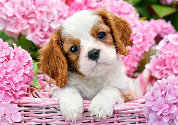 Castorland Pup in pink flowers 500 pcs Kuviopalapeli 500 kpl Eläimistö