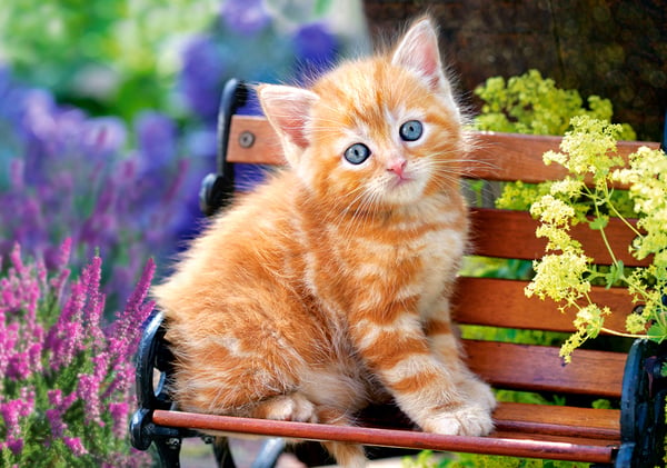 Castorland Ginger kitten 500 pcs Kuviopalapeli 500 kpl Eläimistö