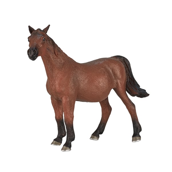 Mojo Fun Arabian Mare in Foal