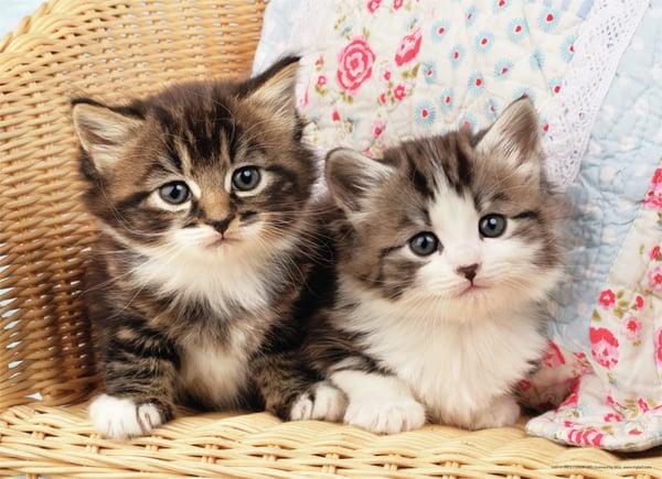 Nathan Puzzle Duo de Chatons 100 pièces, 86766