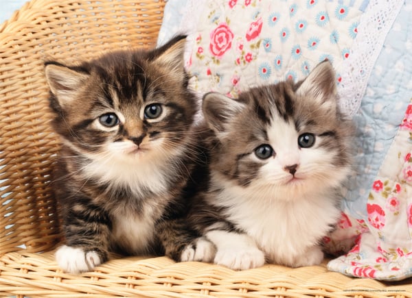 Nathan Puzzle Duo de Chatons 100 pièces, 86766