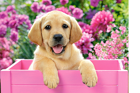 Castorland Labrador Puppy in Pink Box 300 pcs Pussel 300 styck Djurliv