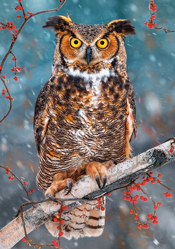 Castorland Great Horned Owl 500 pcs Puslespil 500 stk Flora