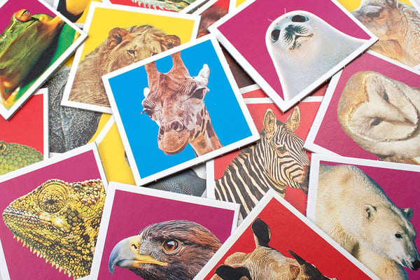 Tactic Wildlife Memo Korttipeli Yhdistelypeli