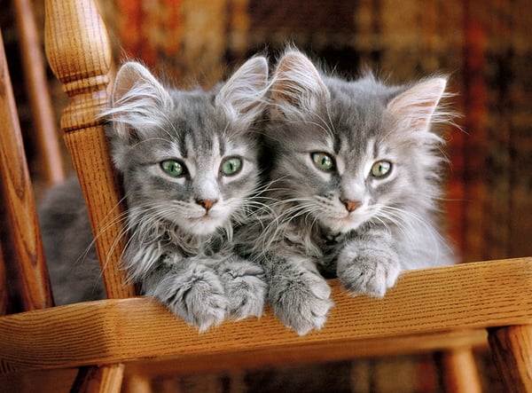 Clementoni Kittens Puslespil 500 stk Dyrelivet