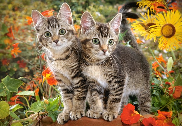 Castorland Kitten Buddies 1500 pcs Puslespil 1500 stk Dyr