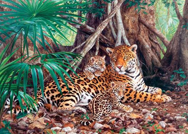 Castorland Jaguars in the jungle (limited distribution!) 3000 pcs Puslespil 3000 stk Dyrelivet