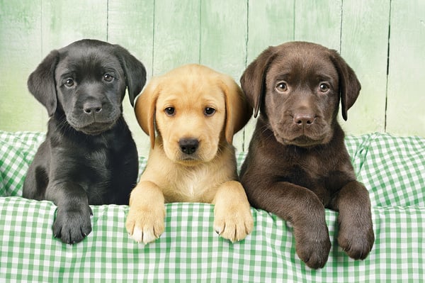 Clementoni Three Labs Kuviopalapeli 1000 kpl Eläimistö