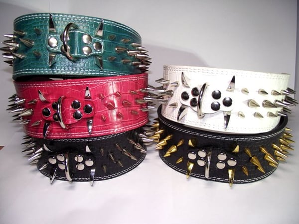 Hund halsband 3" vitt med nitar 44-52cm