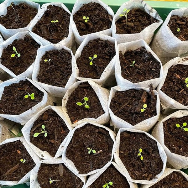 100 stk plantedyrkingsposer Plantstoff, 16X20cm/Topp: 10x15cm
