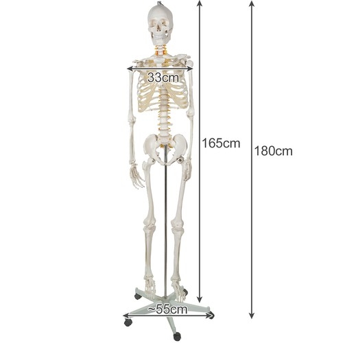 Menneskeskelet / Skelet på stativ - 170 cm