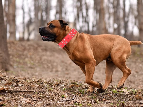 Hundehalsbånd med nagler - Halsbånd for katter og hunder - XL