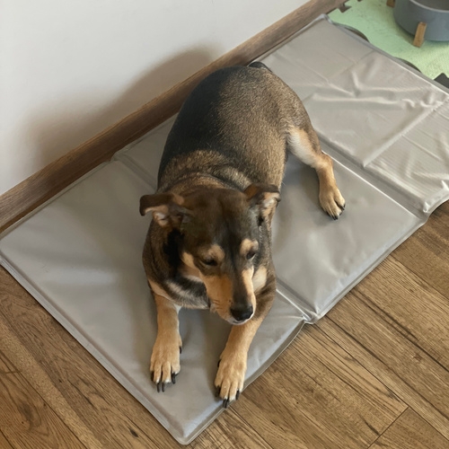 Kjølematte for Hund & Katt - Kjølepute som kjøler - 90x50cm Grå