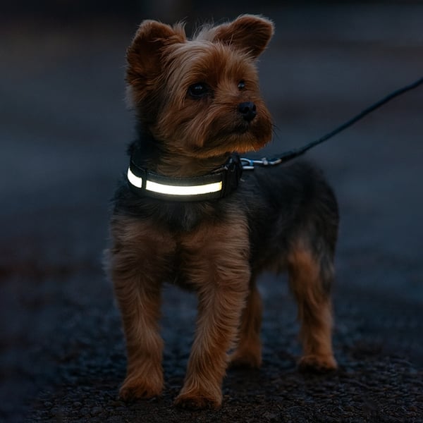 LED Hundehalsbånd Oppladbart / Refleks & Halsbånd til Hund - XL - Svart