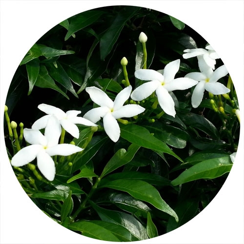 Doftolja 100 ml - Jasmine Summer Breeze - För Tvål och Ljus
