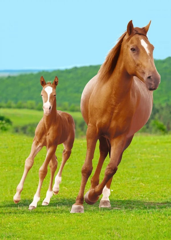 Fleece Blanket Horses 100x140cm
