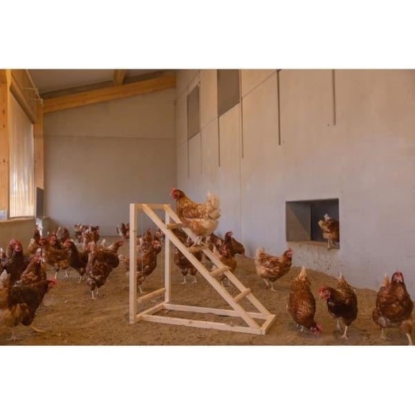 KERBL Kyllingeklatretårn - 85 x 55 x 76 cm - Med gynge - Robust stige