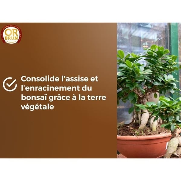 Bonsai-multa - RUSKEA KULTA - OBRTBON6U - 6L - Parempi juurtuminen
