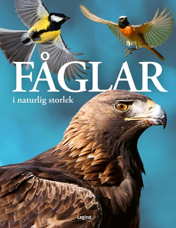 Fåglar : i naturlig storlek 9788775376407