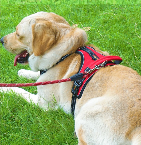 Bløt Hundesele m/refleks – robust & vannfast – rød, sort eller blå