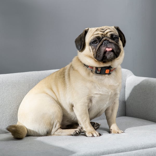 Hundesofa, 82x54x36 cm, Grå