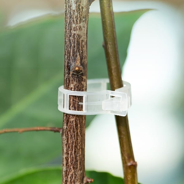 Klips for å støtte planter / espalier 100-pakning Transparent