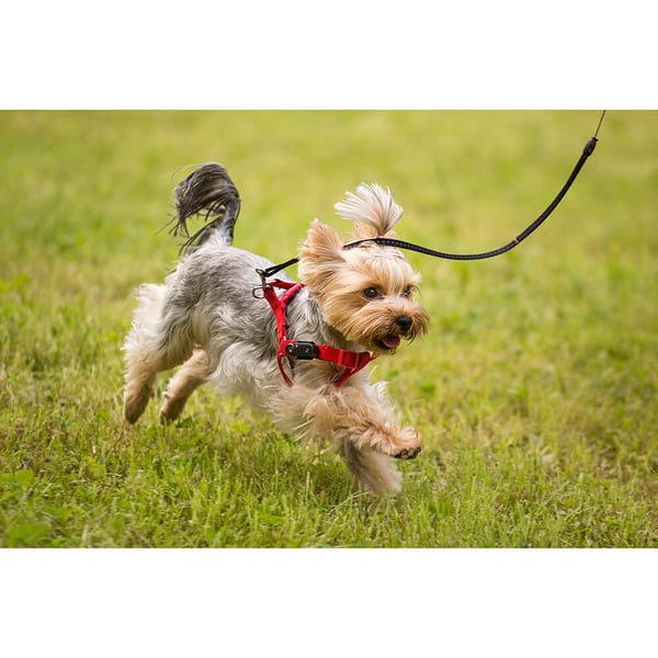Fästingskydd Mini Hund