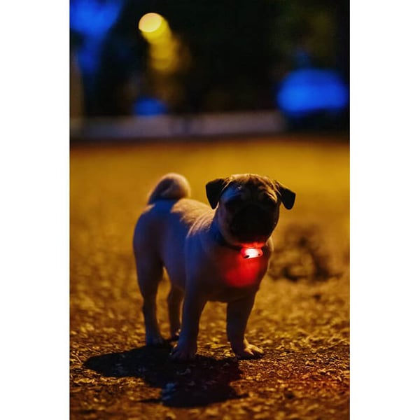 Fästingskydd Mini Hund