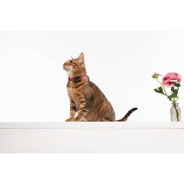 Fästingskydd Mini Katt