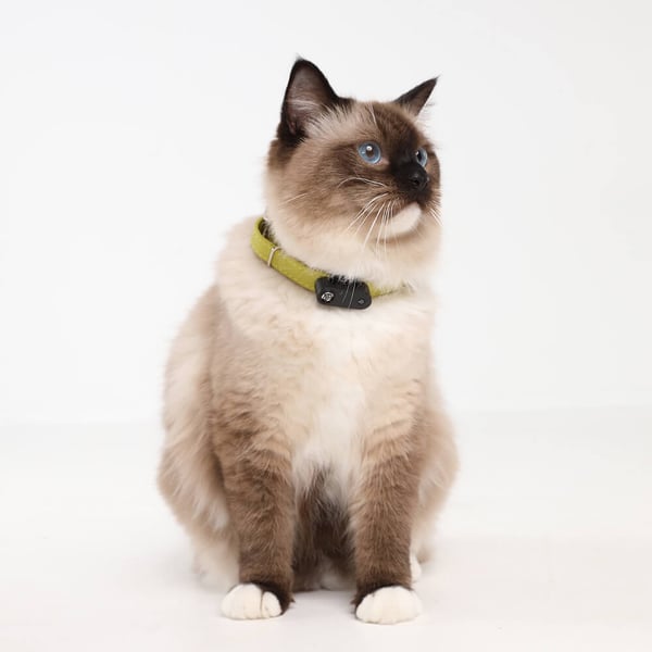 Fästingskydd Mini Katt